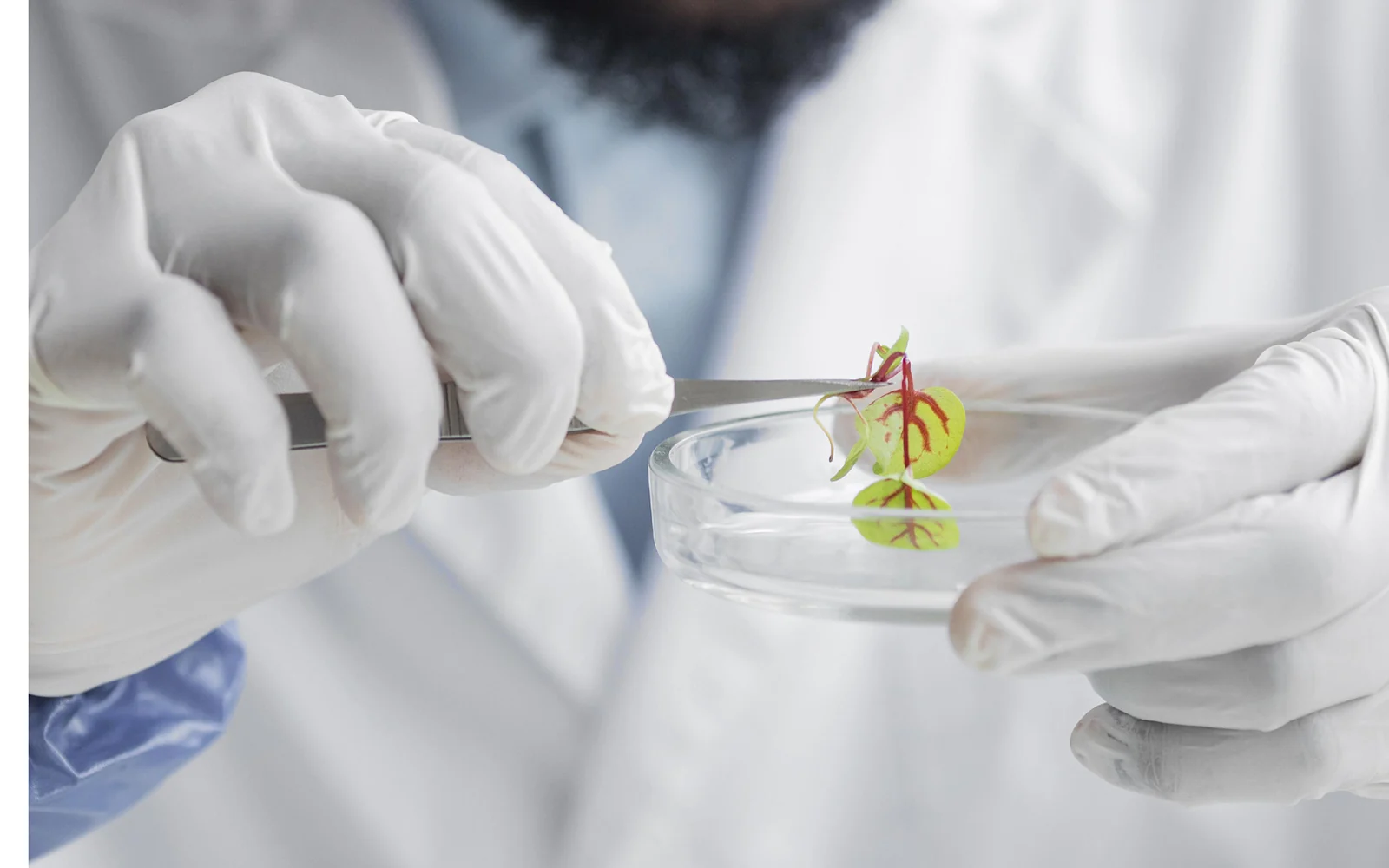 Analyse d’un jeune plant dans un environnement de laboratoire agronomique